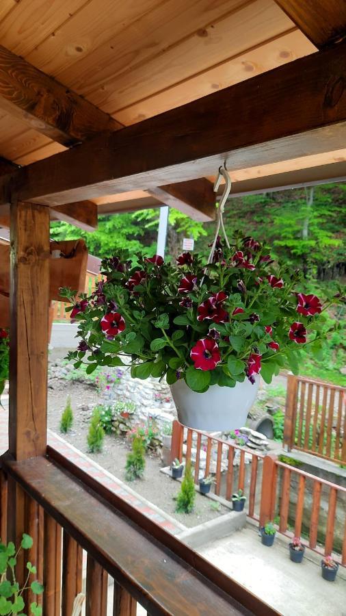 Izvorul Maleii Guest house *