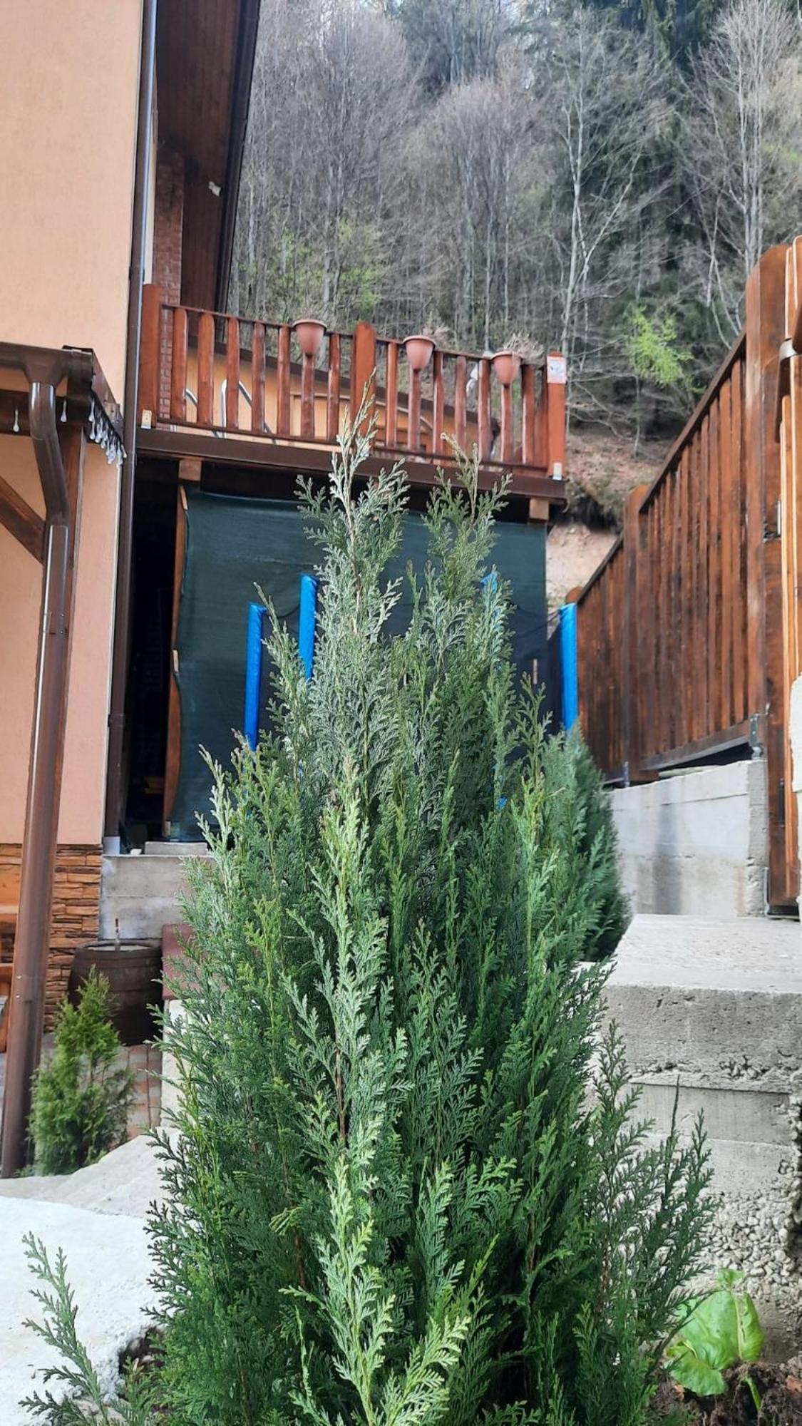Guest house Izvorul Maleii Petrila